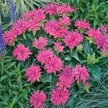 Monarda didyma 'Pardon My Pink'