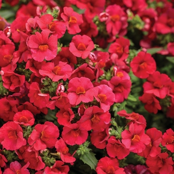 Nemesia Sunsatia® 'Cranberry Red'