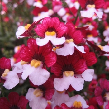 Nemesia Juicy Fruits® 'Cherry on Ice'