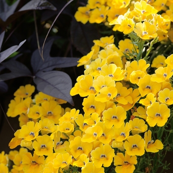 Nemesia Juicy Fruits® 'Carambola'