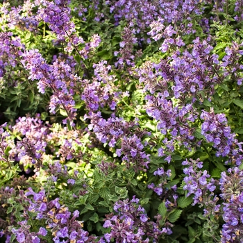 Nepeta x faassenii 'Cat's Meow'