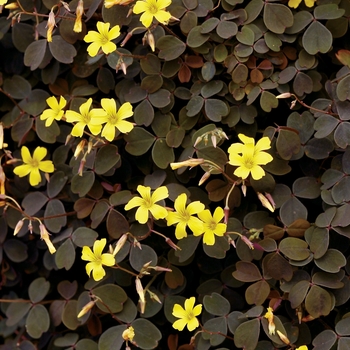 Oxalis vulcanicola 'Zinfandel™' 