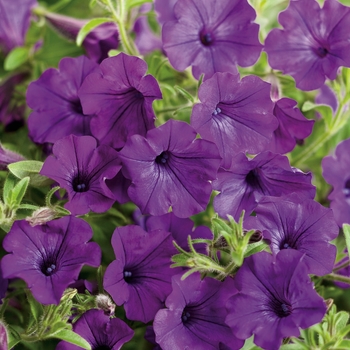 Petunia 'Indigo Charm' 