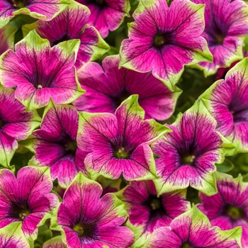 Petunia 'DCASPITAYA' PP27999, Can PBRAF