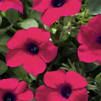 Petunia 'Zinfandel' 