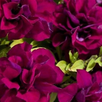 Petunia 'Double Zinfandel' 