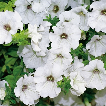 Petunia 'Revolution White' PP8768, Can 1078