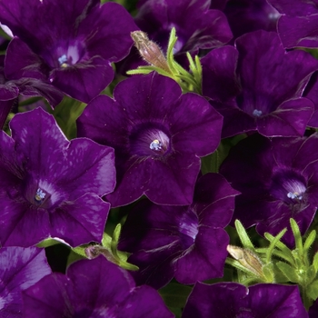 Petunia 'Velvet Midnight' PPAF