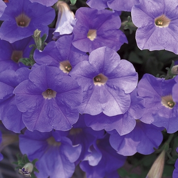 Petunia 'Keilavbu' PP13542, Can 1303