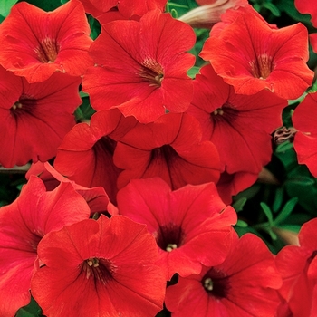 Petunia 'Deep Red' 