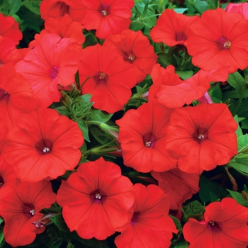 Petunia 'Red' 