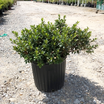 Rhododendron Satsuki hybrid 'Gumpo Pink' 