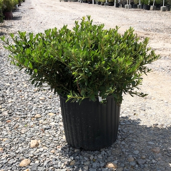 Rhododendron Satsuki hybrid 'Gumpo White'