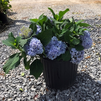 Hydrangea macrophylla 'Nikko Blue' 