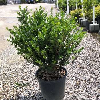 Ilex crenata 'Compacta'