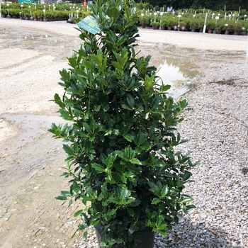 Ilex 'Conaf' 