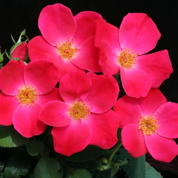 Rosa 'Pink Home Run®'