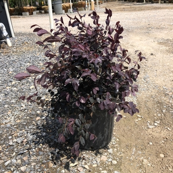 Loropetalum chinense 'Ruby'