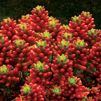 Sedum rubrotinctum 