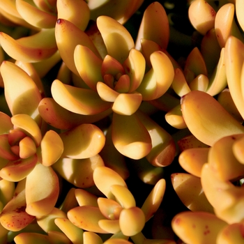 Sedum nussbaumerianum 'Coppertone' 