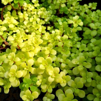 Sedum makinoi 'Ogon' 