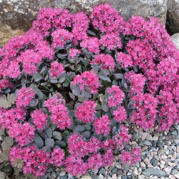 Sedum cauticola 'Lidakense' 