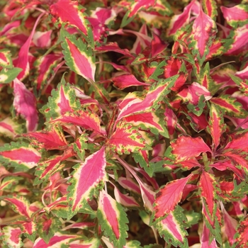 Coleus scutellarioides 'Pink Chaos'