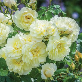 Rosa 'Imogen' 
