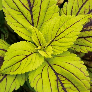 Coleus scutellarioides 'Gay's Delight'