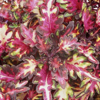 Coleus scutellarioides 'Merlin's Magic'