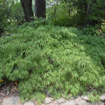 Acer palmatum dissectum 'Spring Delight' 