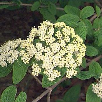 Viburnum rhytidophyllum 'Cree' 