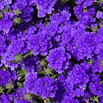 Verbena Lanai® Blue