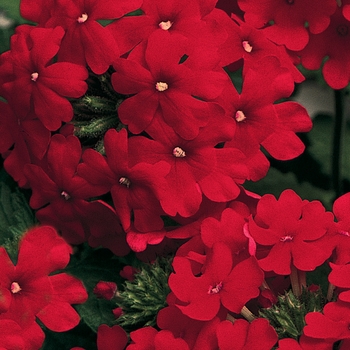 Verbena Lanai® Red