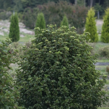 Viburnum dentatum var. deamii 'SMVDBL' PP25897, Can 5410