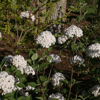 Viburnum carlesii 'Spice Baby™'