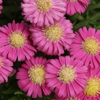 Aster 'Pixie Mist'