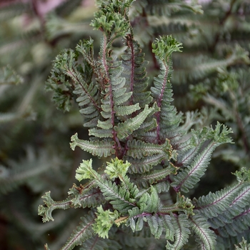 Athyrium niponicum 'Crested Surf'