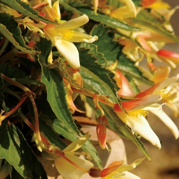 Begonia x tuberhybrida 'Vanilla' 