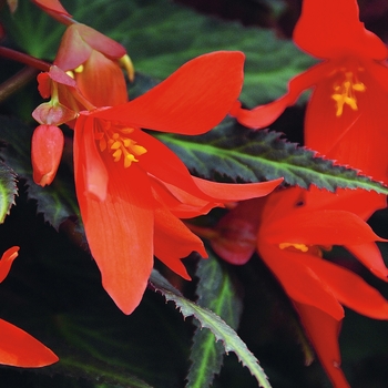 Begonia x tuberhybrida 'Ebony and Orange' 