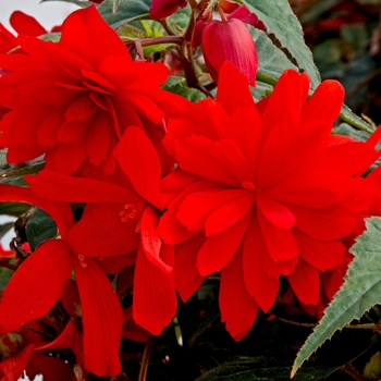 Begonia 'Orange' PPAF