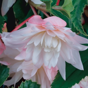 Begonia 'Apricot Blush' 