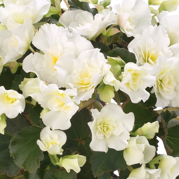 Begonia x hiemalis 'Glory White' 