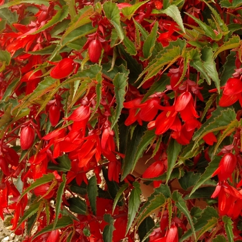 Begonia x tuberhybrida 'Deep Red' 