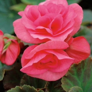 Begonia x hiemalis 'Light Pink' 