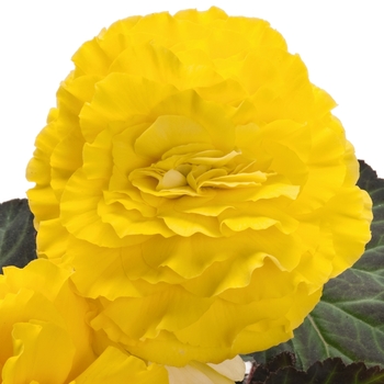 Begonia x tuberhybrida 'Yellow w/Red Back' 