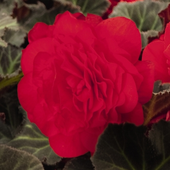 Begonia x tuberhybrida 'Mocca Cherry' 