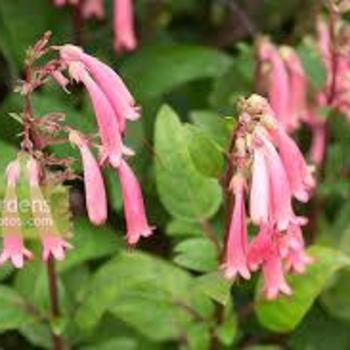 Phygelius 'Trewidden Pink' 