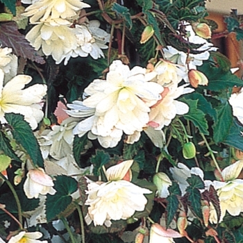 Begonia x tuberhybrida 'White' 