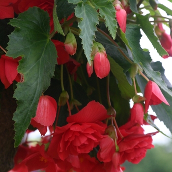 Begonia x tuberhybrida 'Rose' 